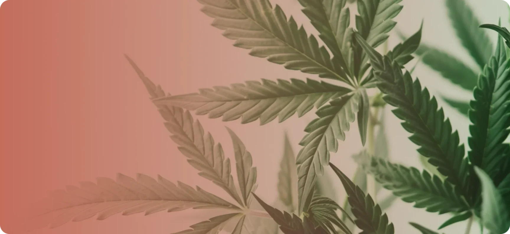 trust-factor-tab-option-2 trust-factor-tab-option-2