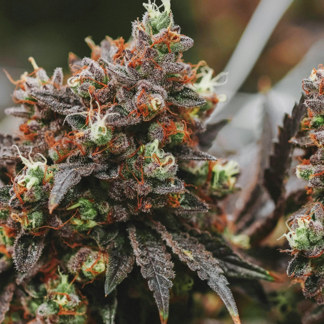 A Tier Above The Rest A picture of THCA flower.