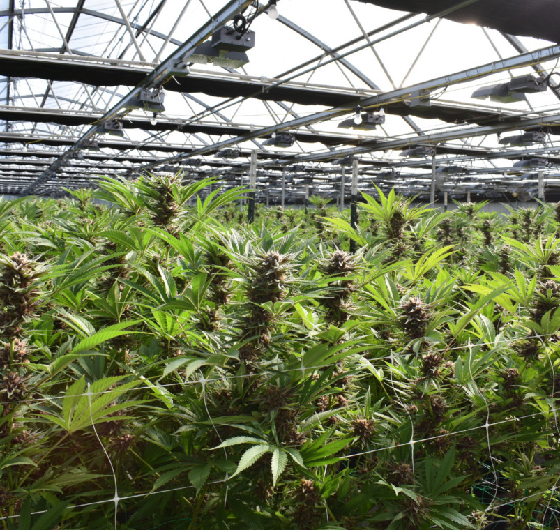 Direct Farm Access cannabis farm