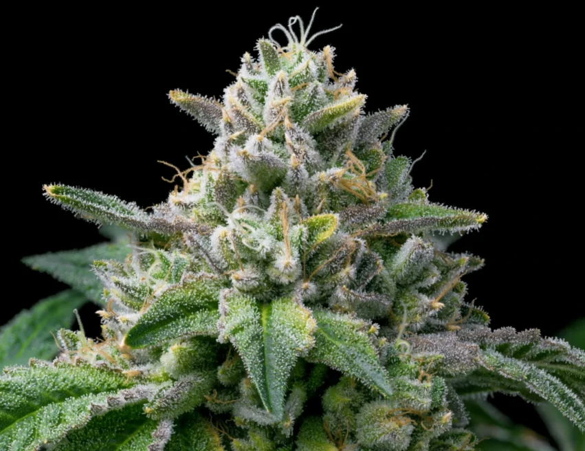 Up close shot of THCA flower